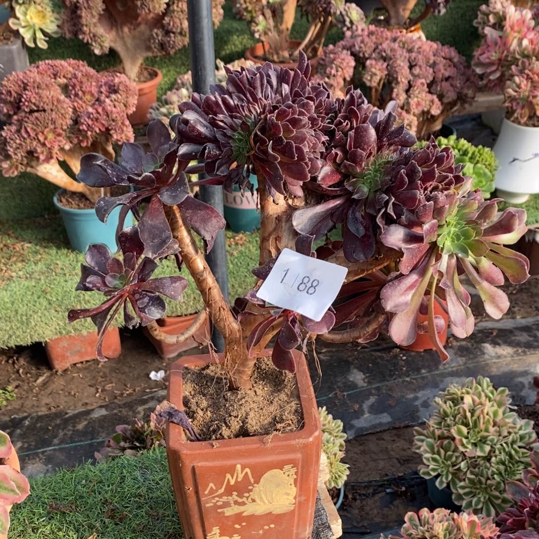 不开花植物1188号欧紫缀化1颗