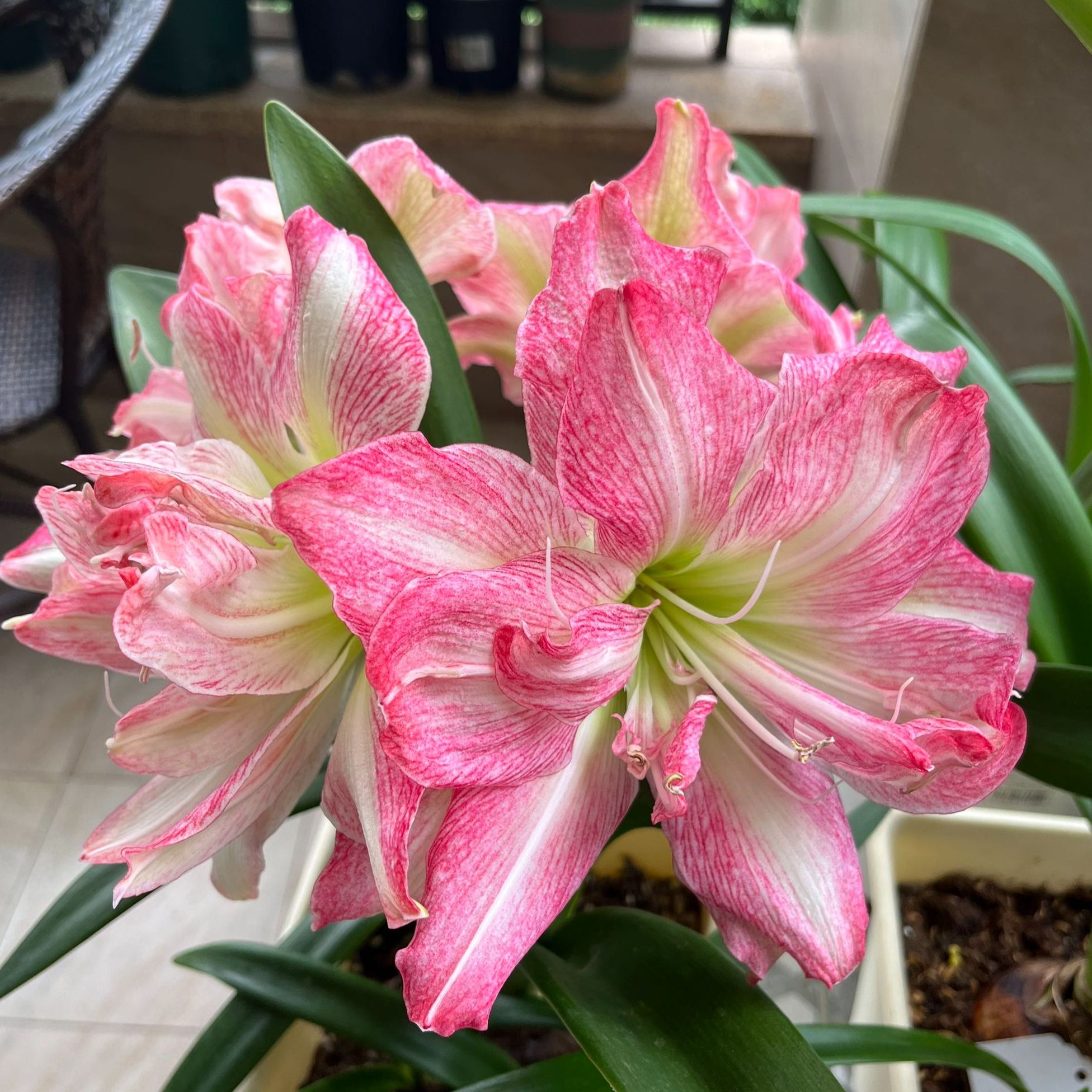 【一叶扁舟】★澳洲朱顶红种球室内外盆栽花卉高观赏性种植