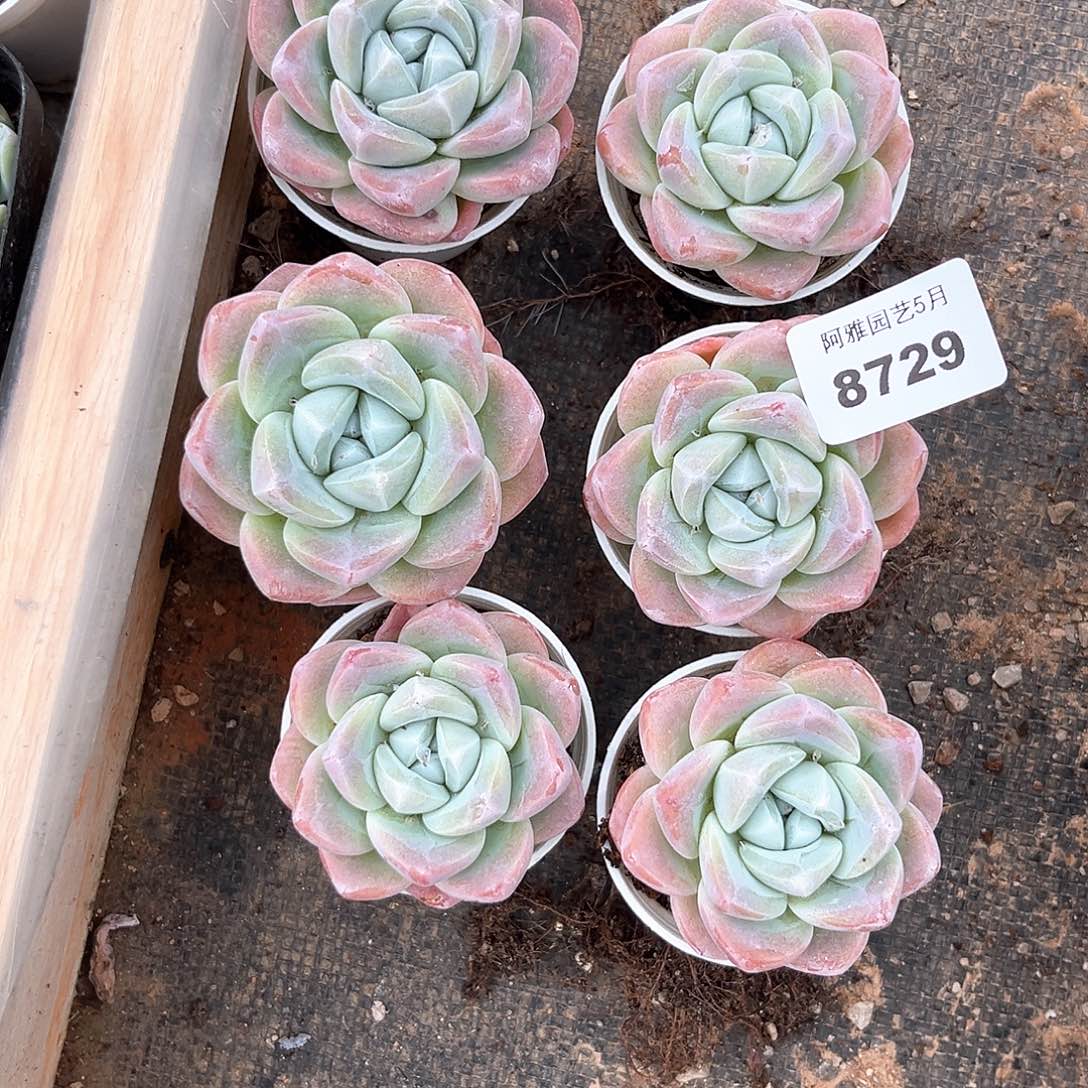 阿雅园艺。  8729