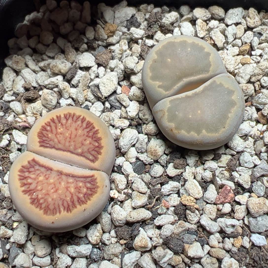 【闪购商品】 296。