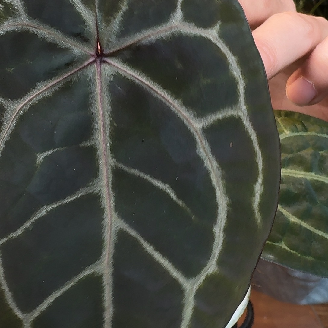 完全开放N73神奇男孩杂黑曜石紫水晶