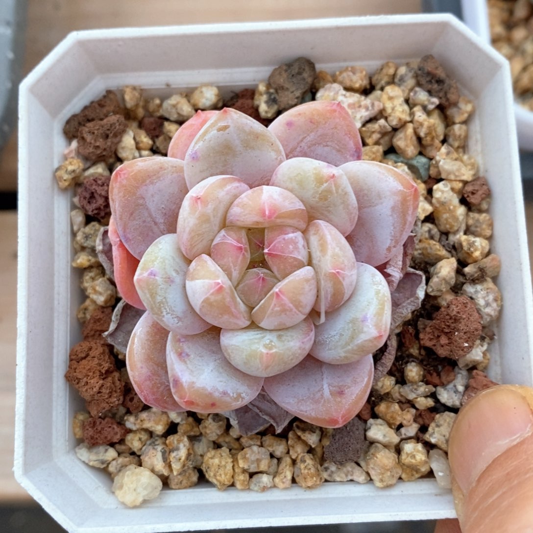 精品多肉一物一拍不包整194