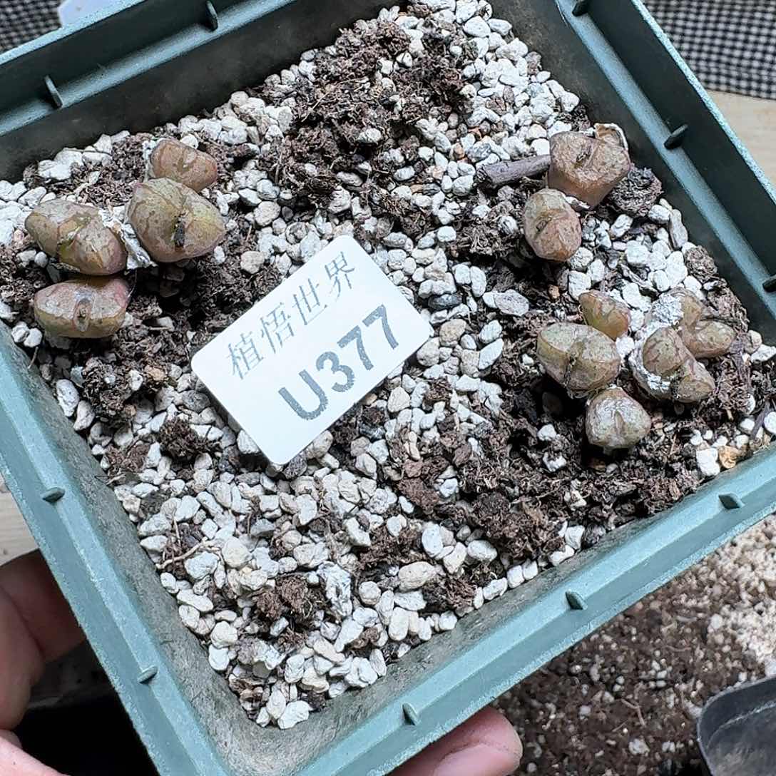 377盒多肉植物哇f g v