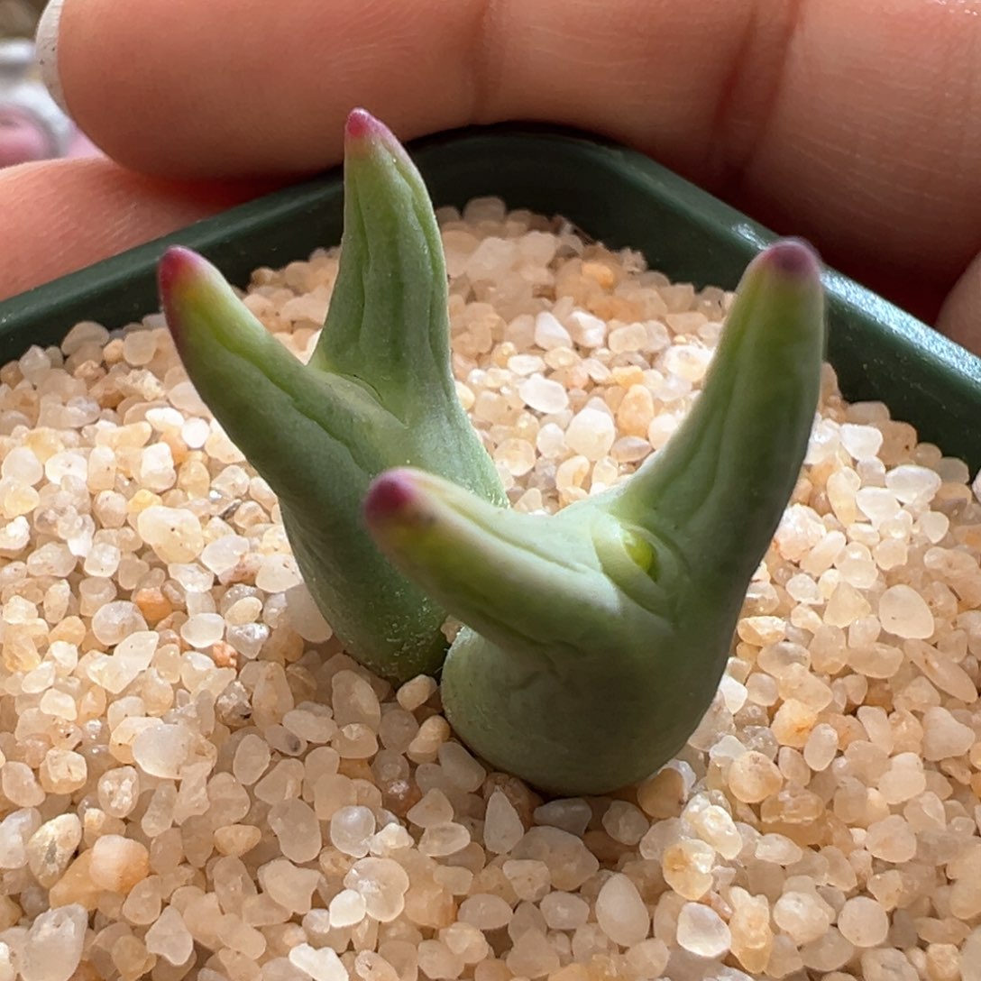 173。优选自留0136尖耳皮卡丘