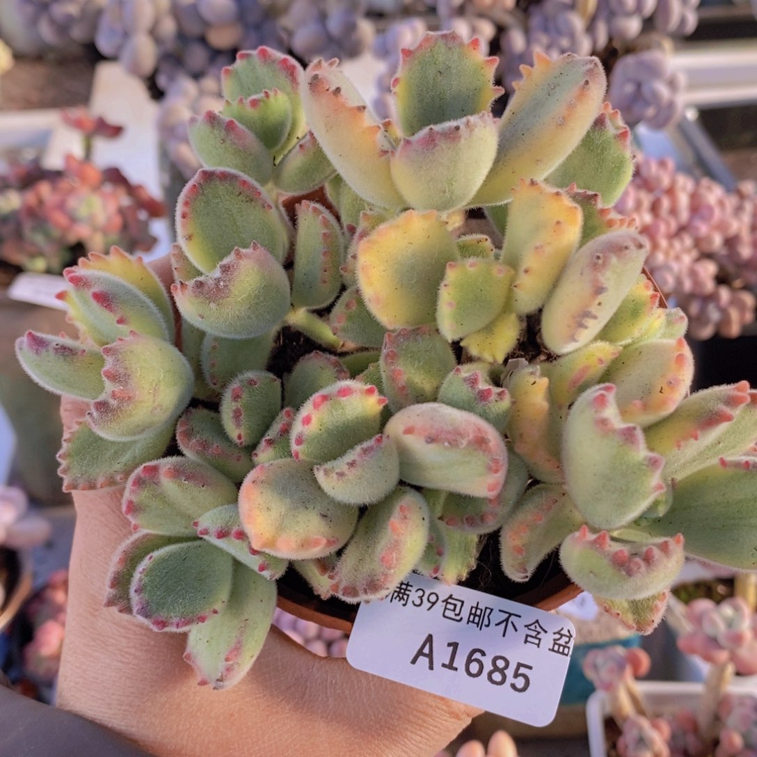 彩熊不包整12cm1685多肉植物