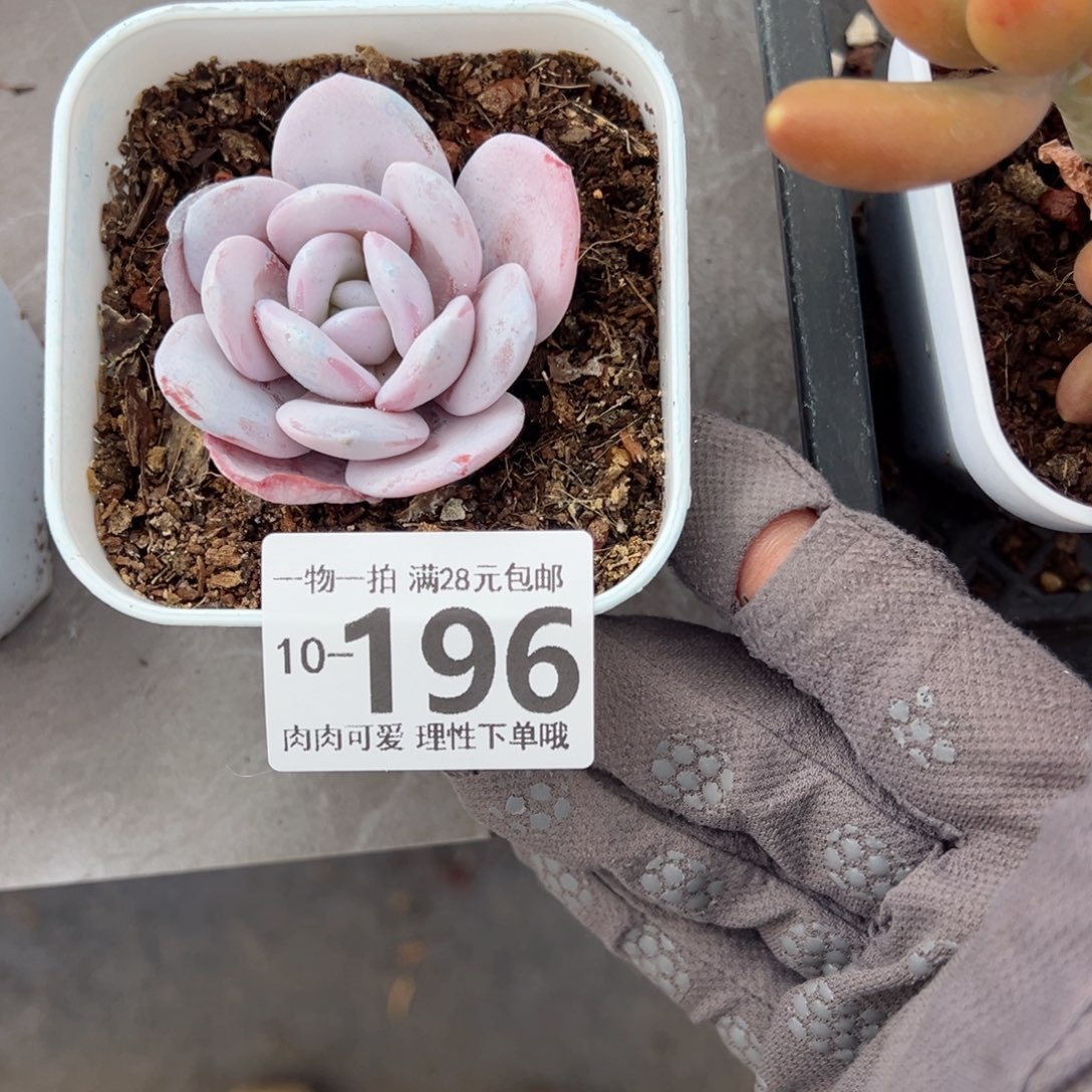 雪莲多肉多肉多肉多肉