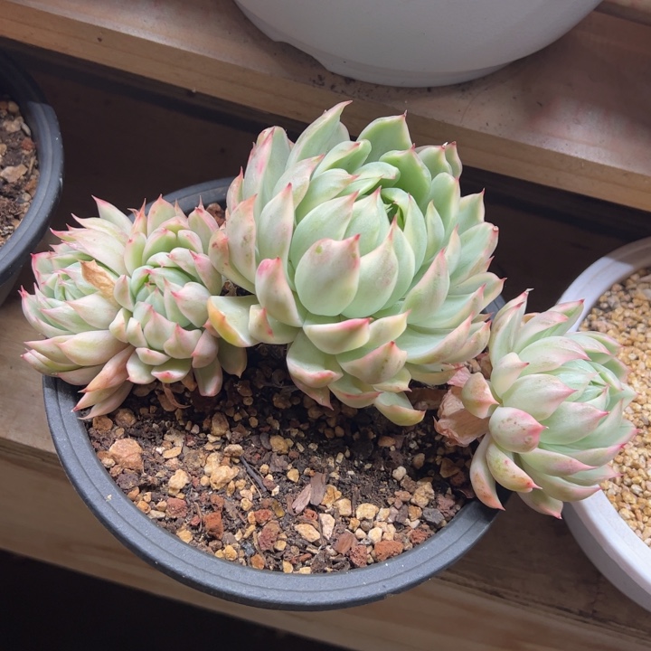 女王玛利亚锦 夏鸣园艺