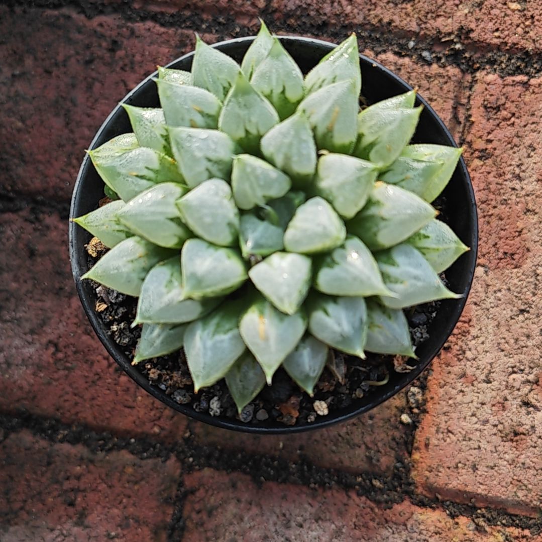 爱心寿一颗多肉植物原盆