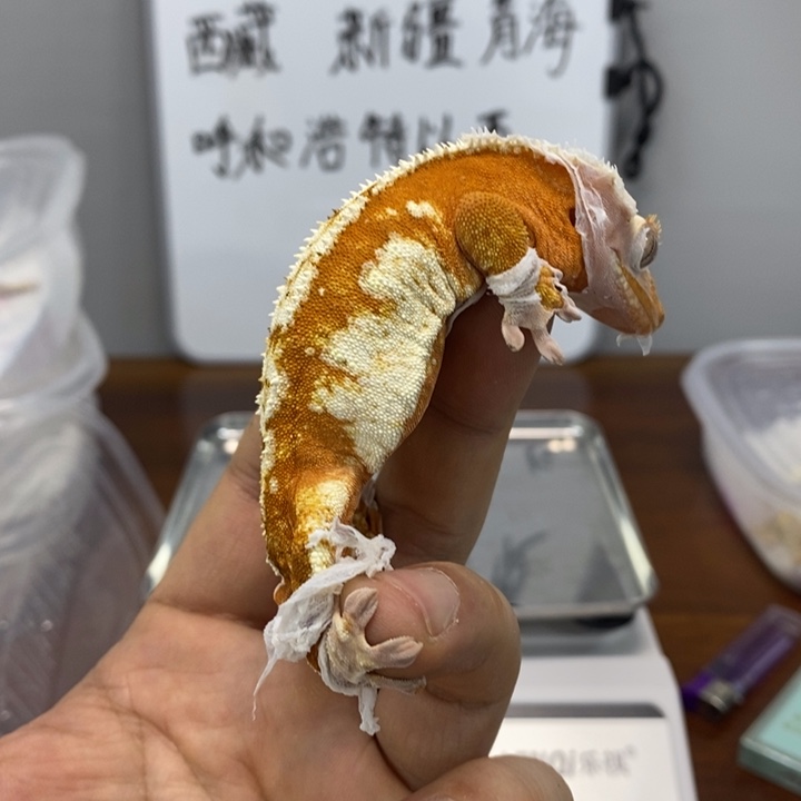 睫角守宫2025.12.14五十五