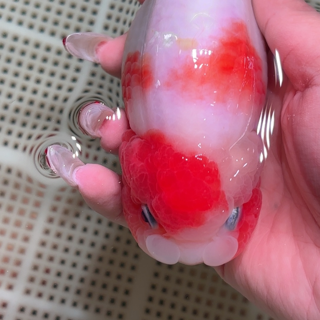 在***铭金鱼拍包装包邮不拍包装运费到付