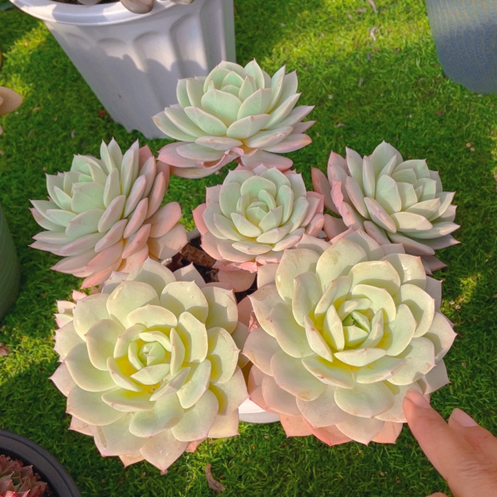 谢谢你的支持000000045