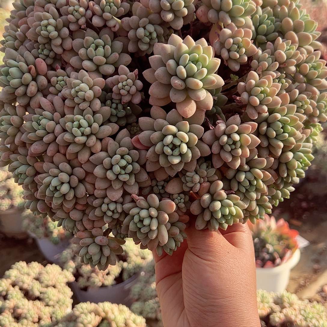 洛可可大白盆多肉植物