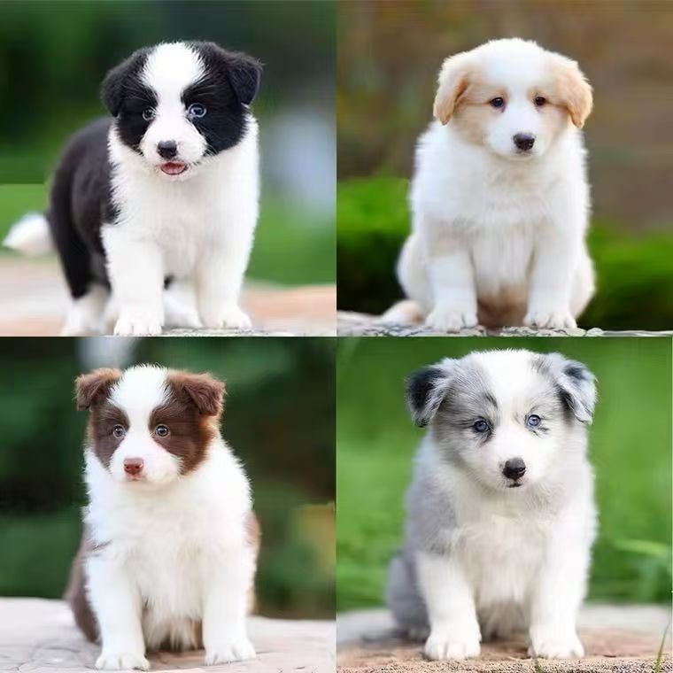 狗狗活物边牧幼犬三通大围脖边牧黑白陨石柴犬幼崽豆柴宠物狗