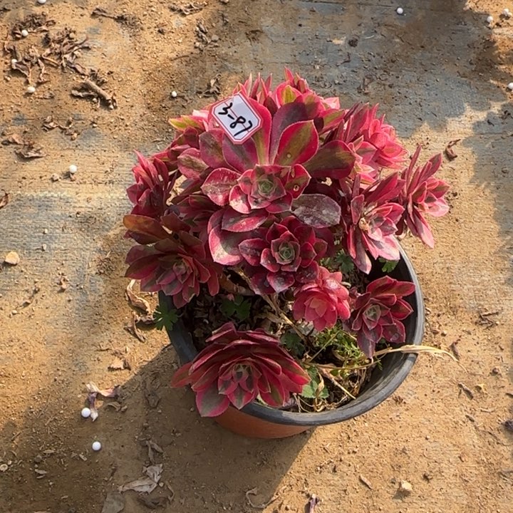 3-87女巫处理不售后多肉植物