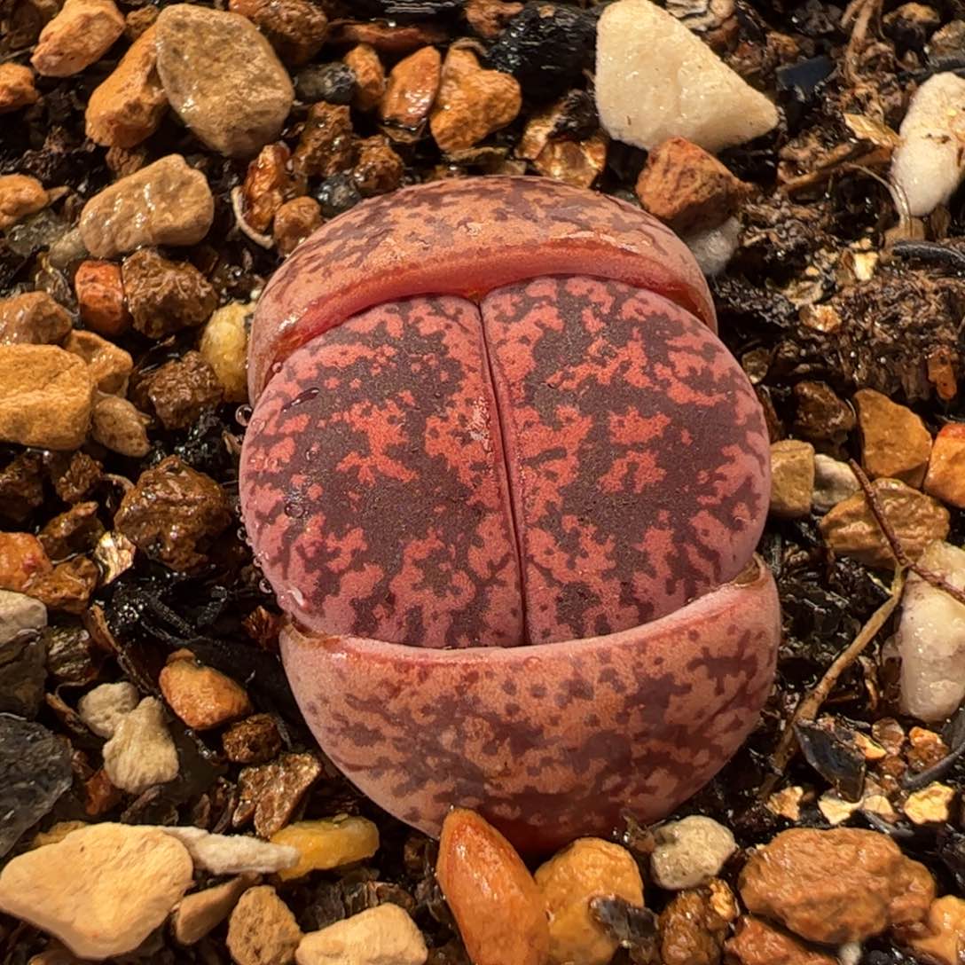 087多肉植物百科