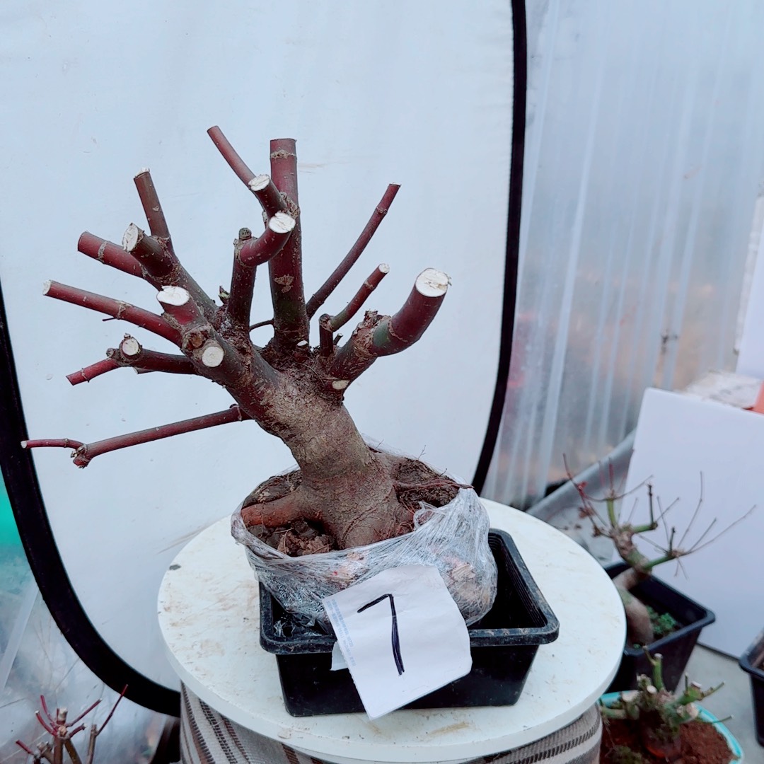 白***水无花朵出星星老桩