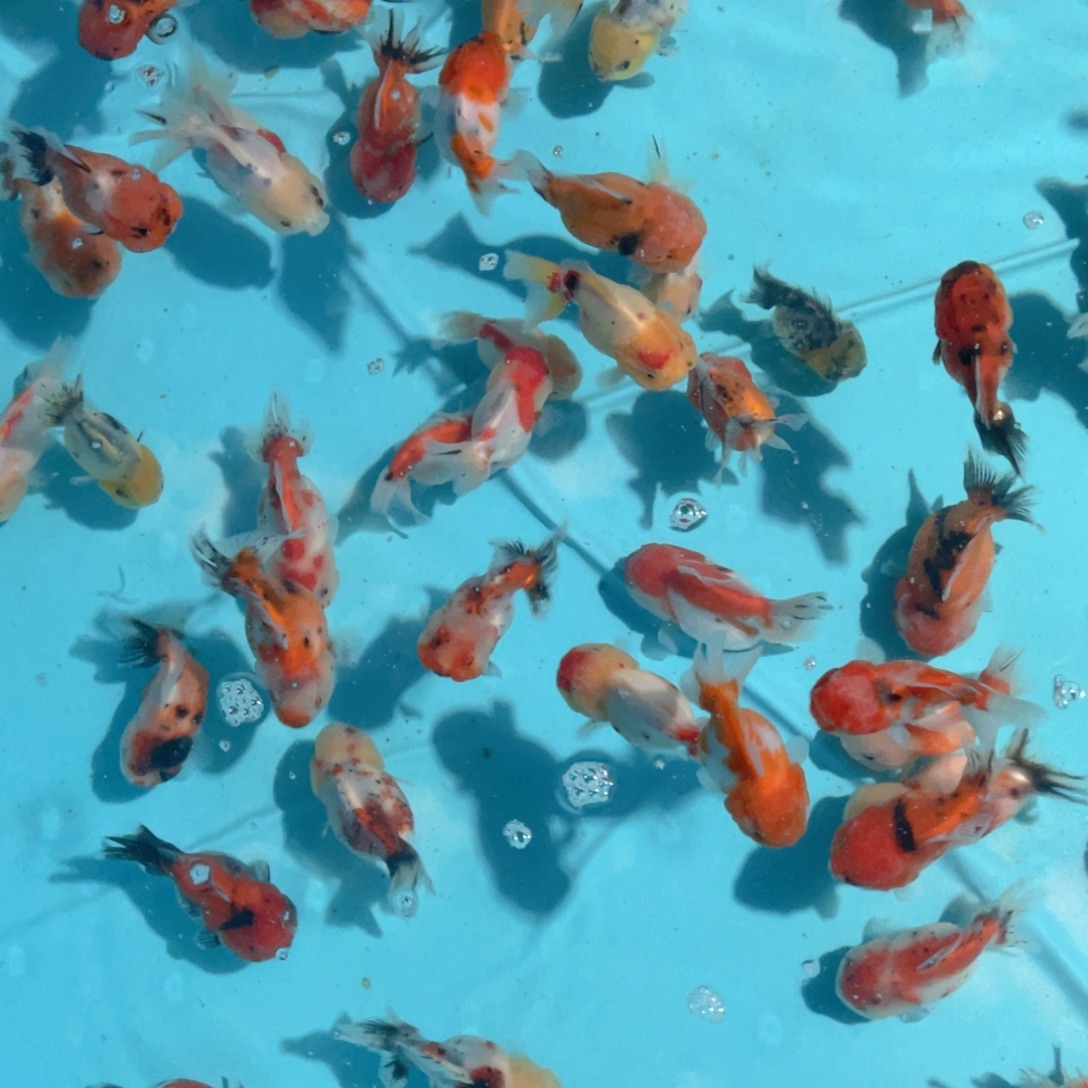 金鱼元宝泰狮淡水冷水好养耐活