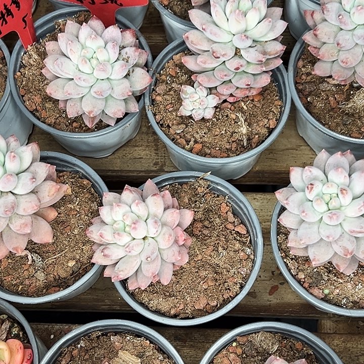 哥特萝莉。    福利多多