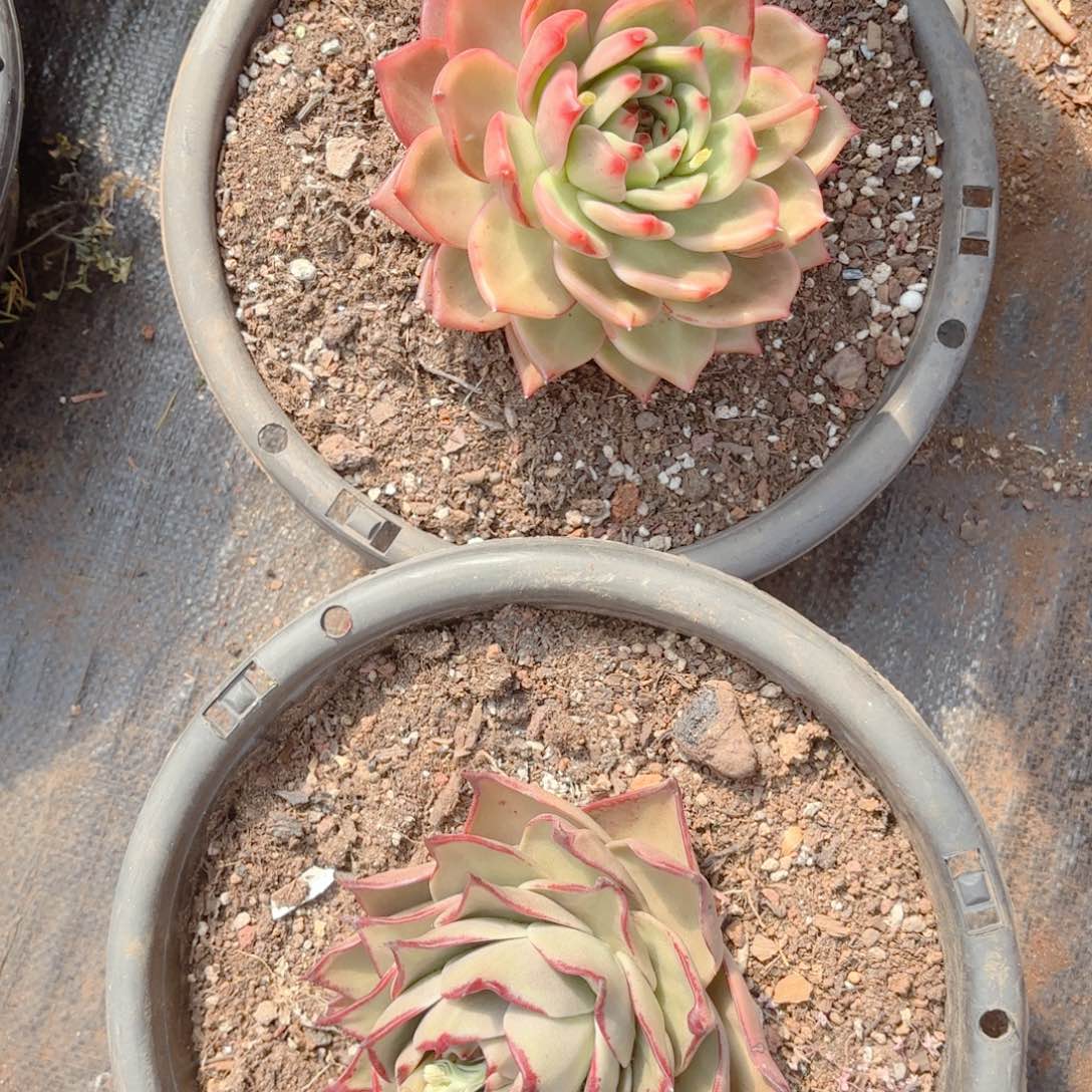 星星。菩萨玛利亚。 38