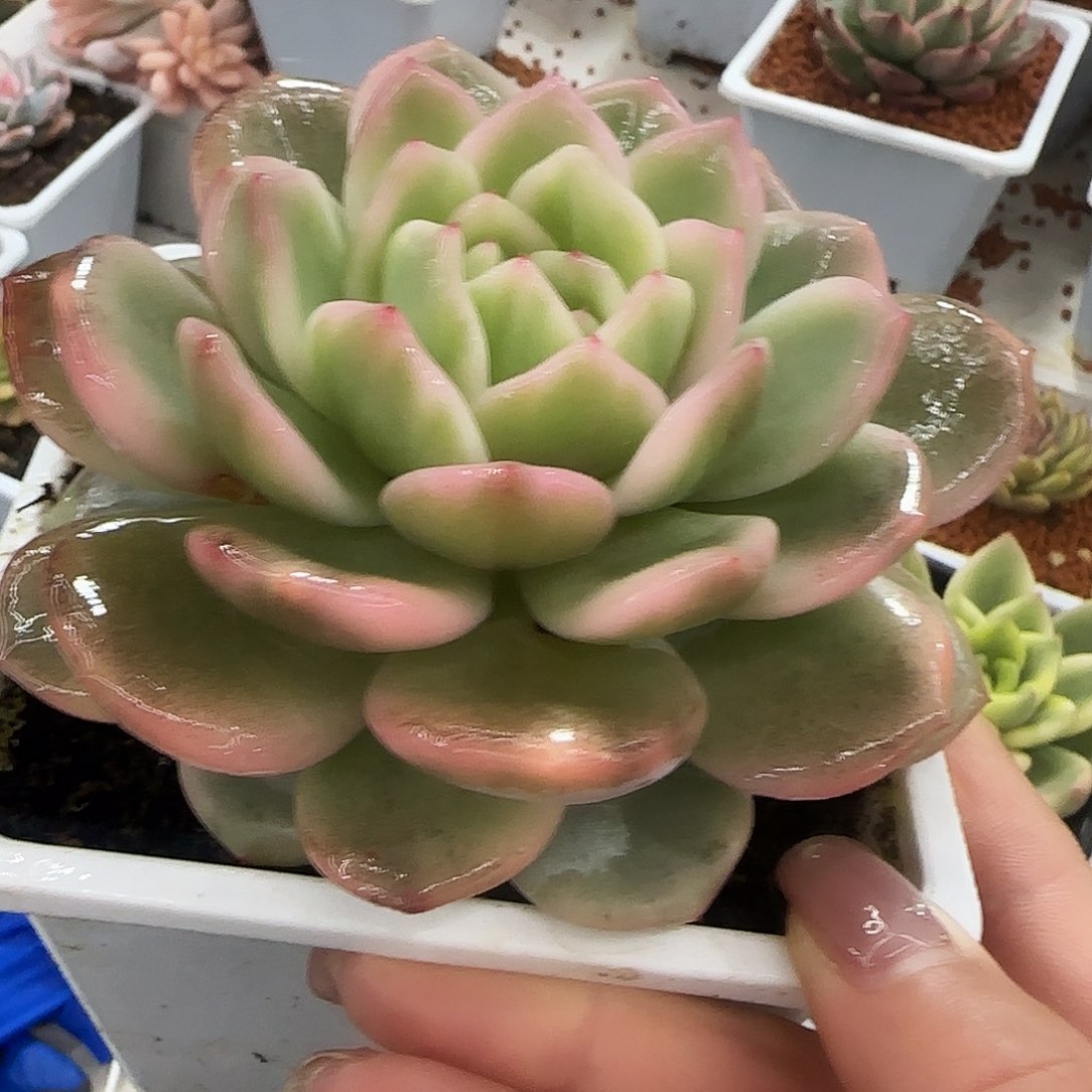 梦露锦。多肉植物