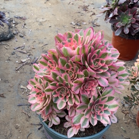 粉女巫多肉植物21