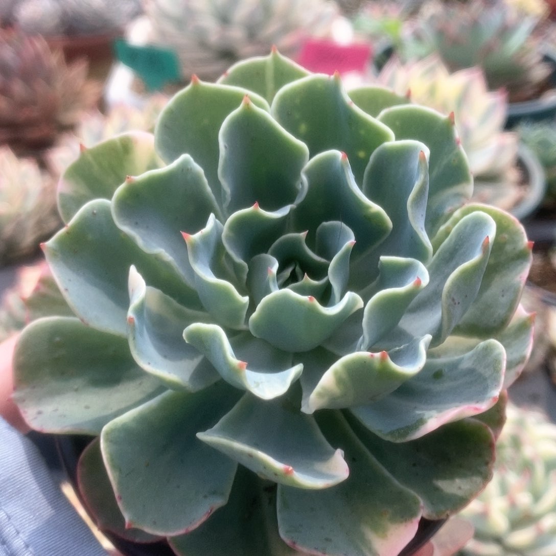 034海啸锦锦锦锦锦锦