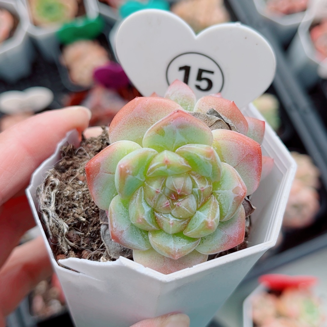 15号小老桩糖心群