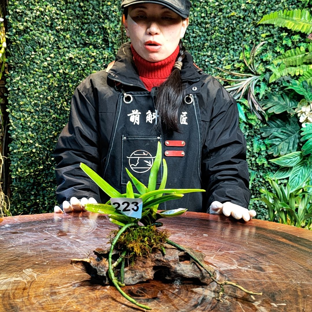 【闪购商品】223红指甲兰花