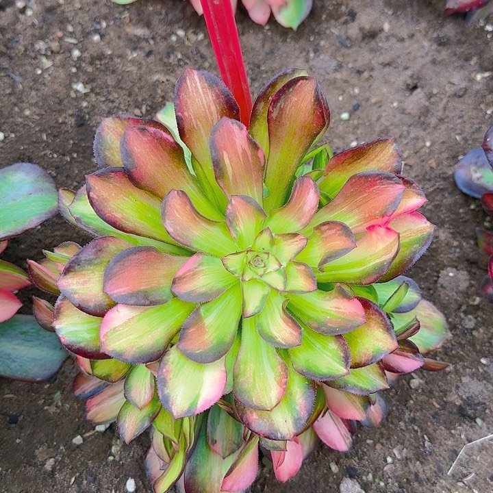 可*2-182流星雨多肉法师