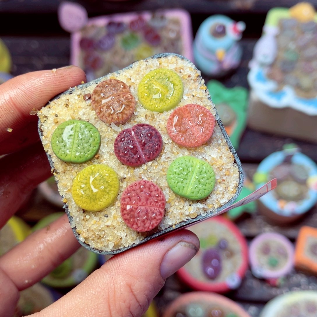 164生石花带盆发1