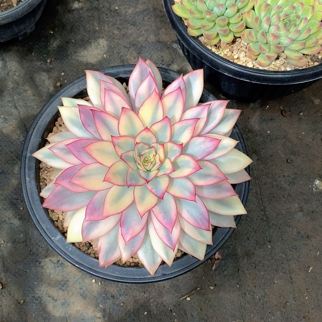 _***建月光女神锦多肉植物