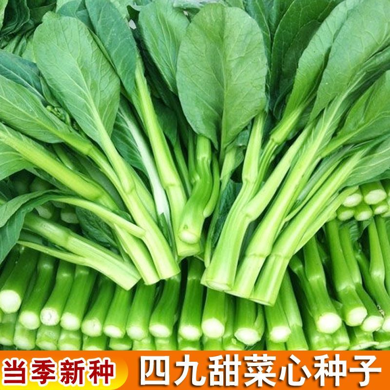 四季甜菜心种植25天收获青菜盆栽田园春秋冬季蔬菜种植广东油菜心