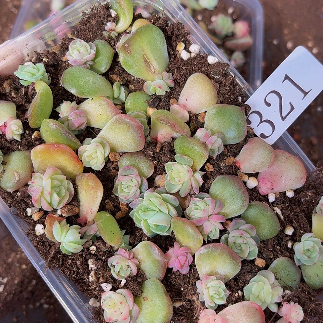 多肉植物多肉植物321