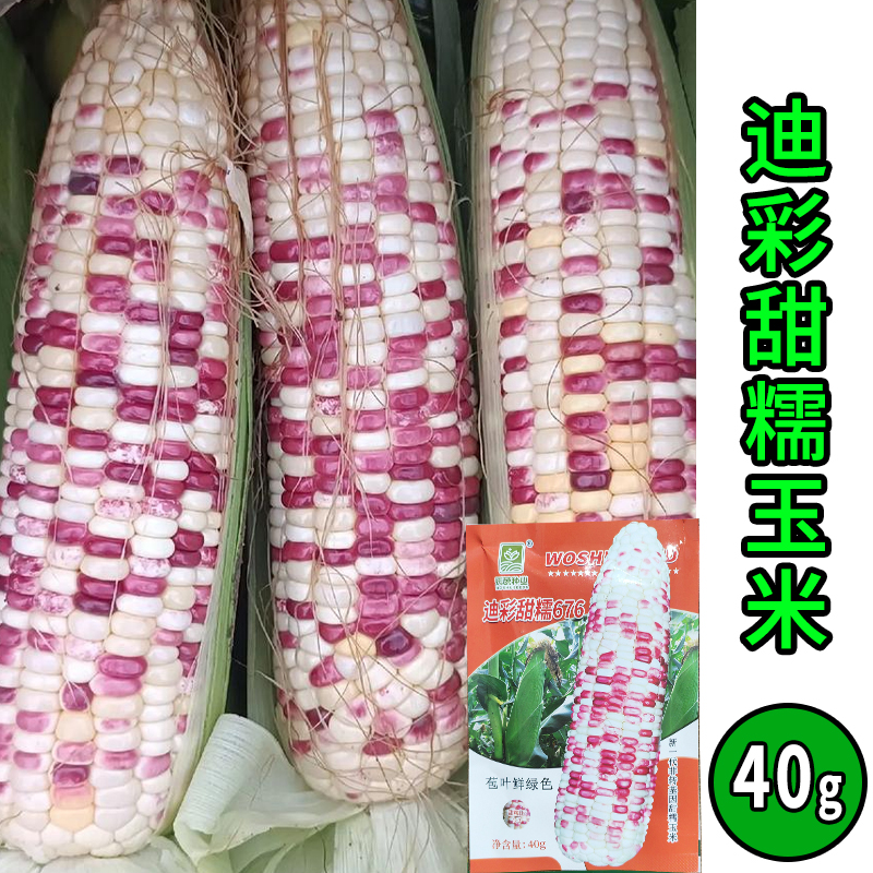 甜糯好吃玉米棒子彩甜糯水果玉米早熟春秋两季蔬果好种