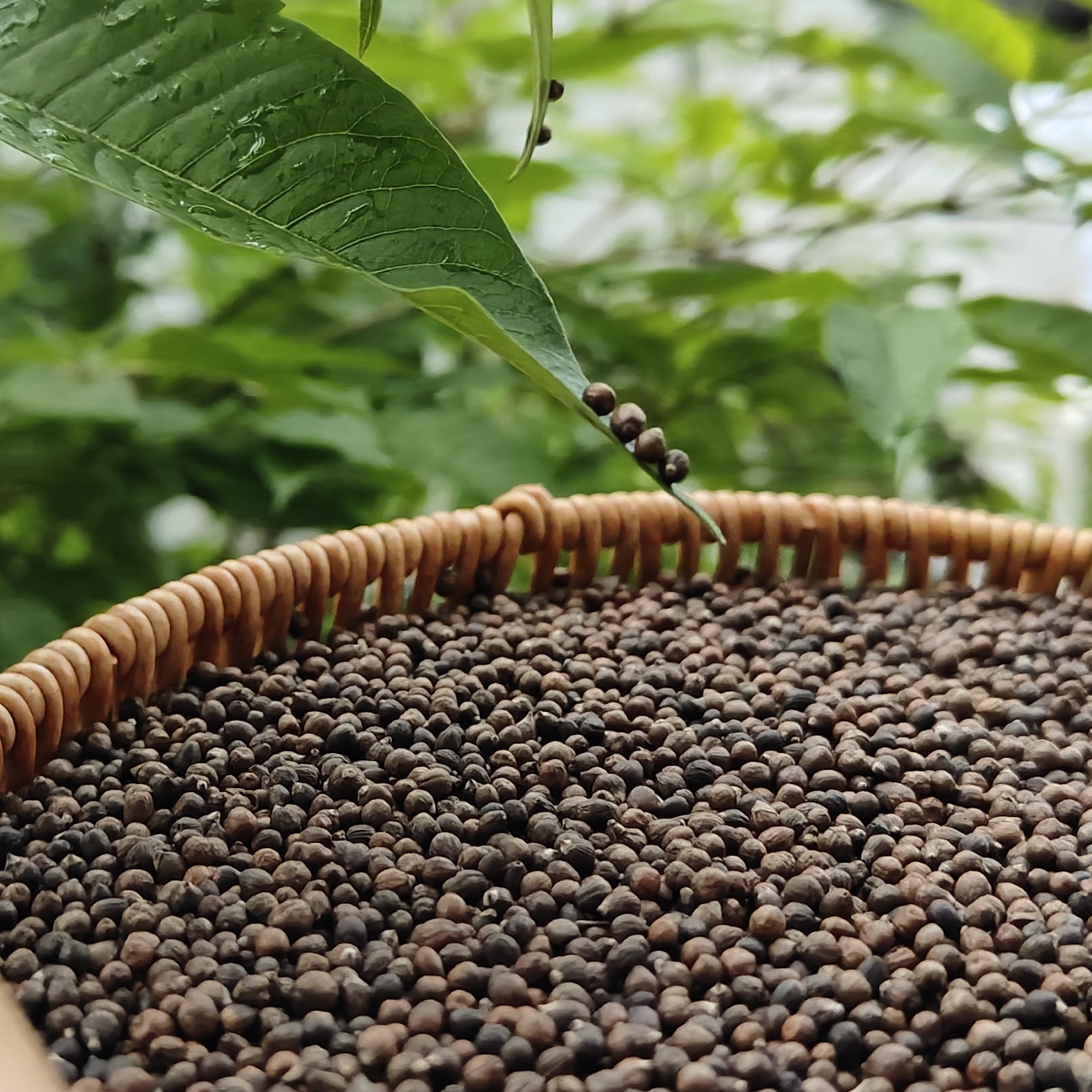 客家布惊仁枕头儿童中老年助眠护颈枕枕芯散装填充物