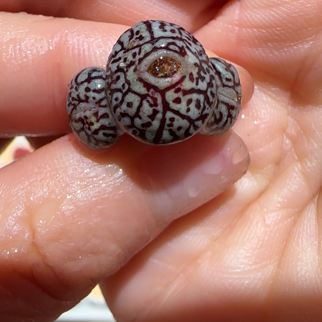 肉锥多肉植物百科-rr714墨634