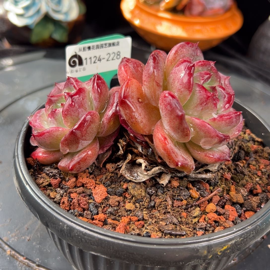 从前慢花园多肉编号1124-228
