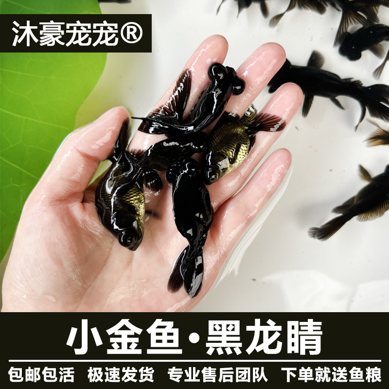 沐豪宠宠【运营推荐】金鱼黑龙睛好养耐活冷水观赏鱼招财渔场直发