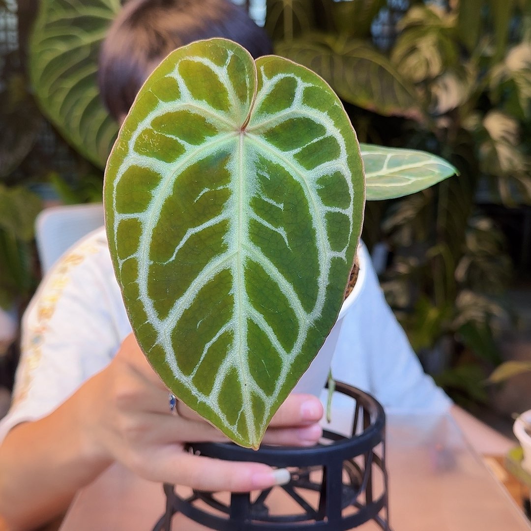 完全开放H67skg银杂红水晶