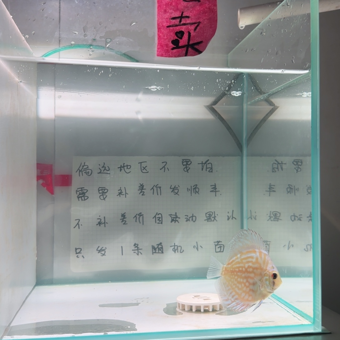 七彩神仙鱼肉身5，偏远地区不要拍