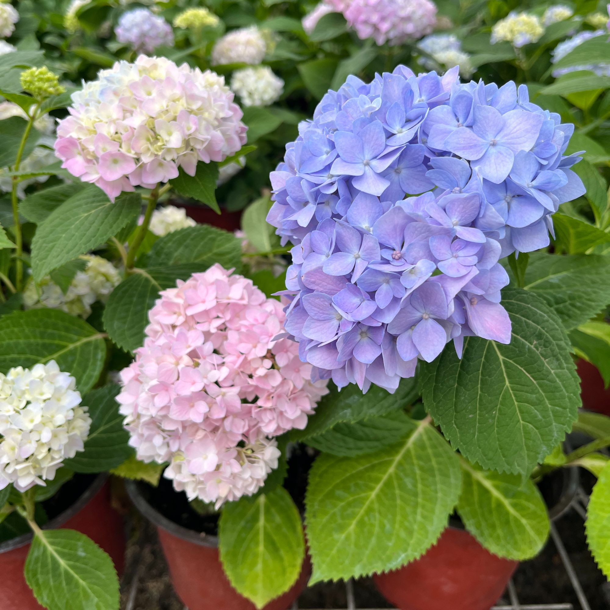 绣球无尽夏花耐热品种新手易养护阳台盆栽地栽花卉