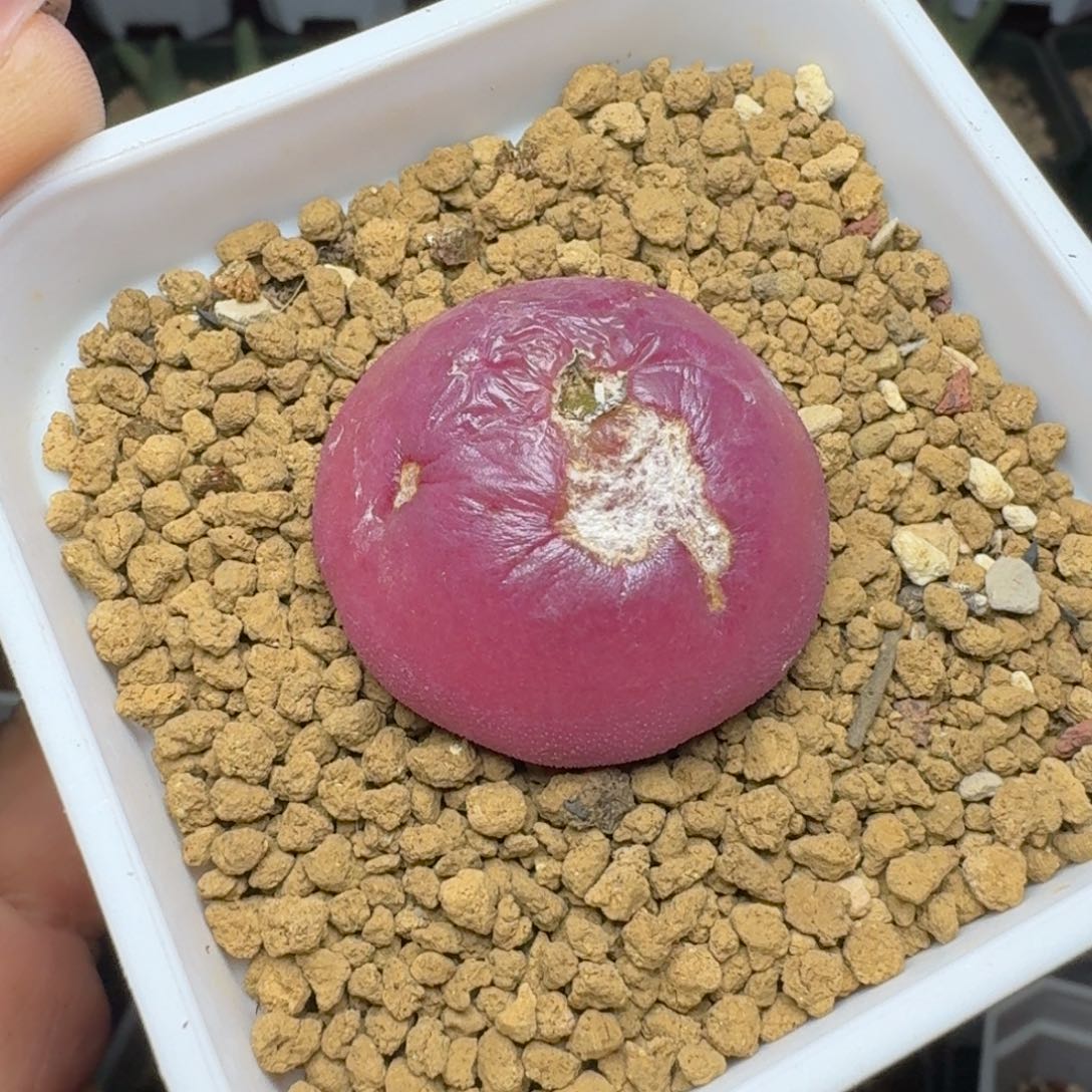 1186带盆土发货000000000