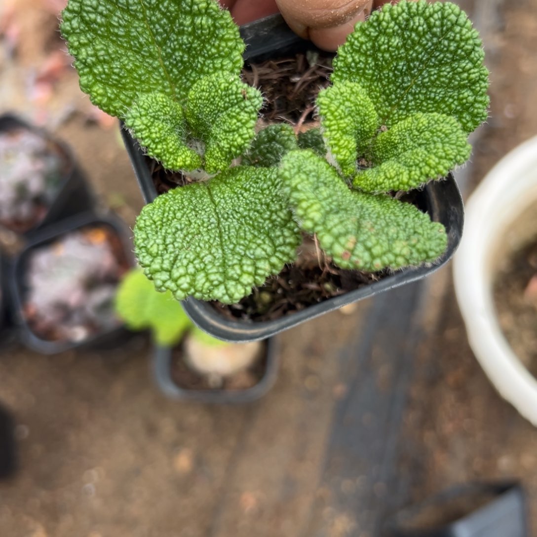 诺婆婆问我我我哦我