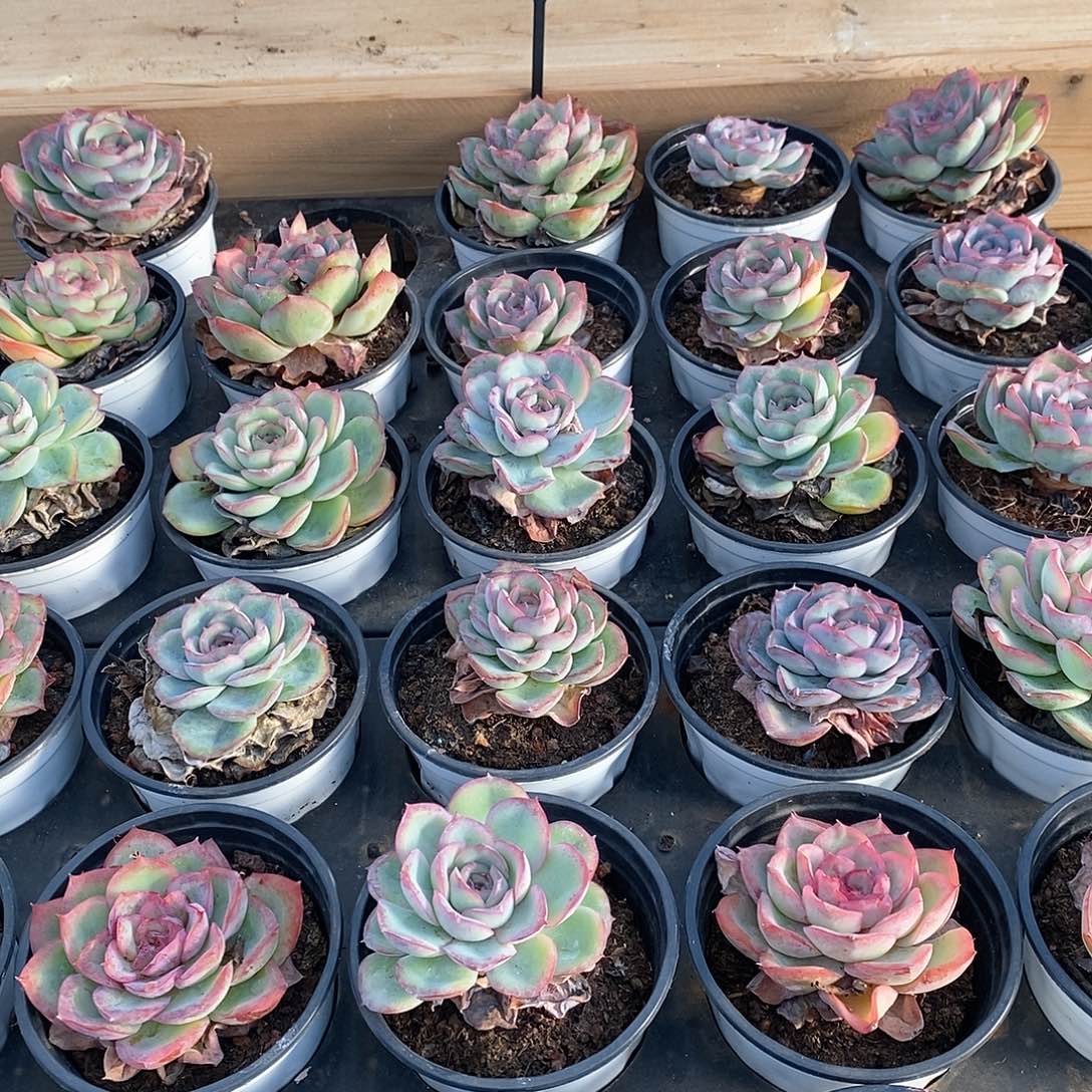 140号，晨露单头，福利