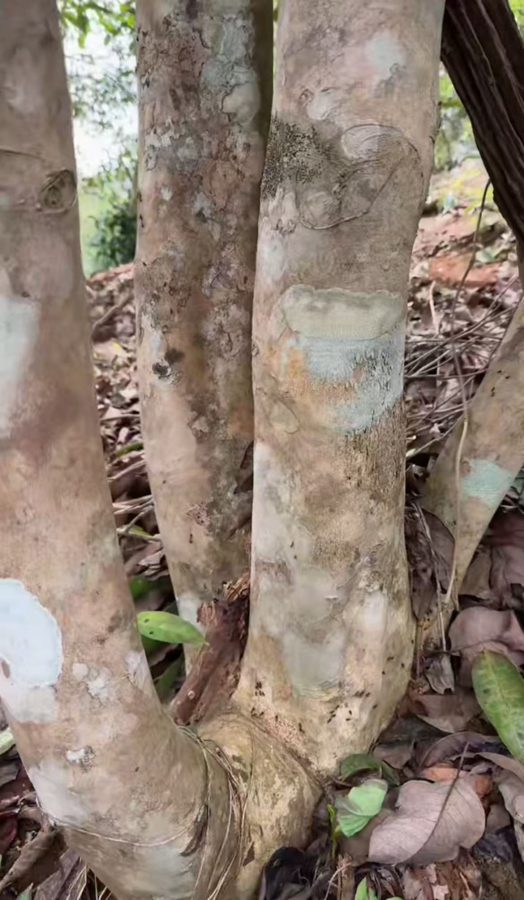 2025年马鞍山古树散料100g（生茶）