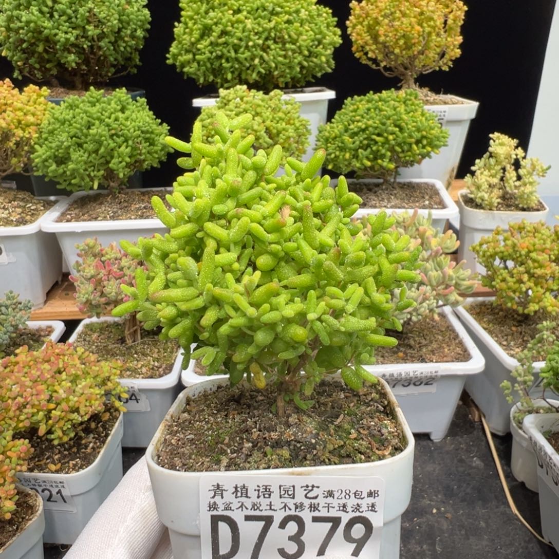 d7379蜜桔糖球枝干圣诞树