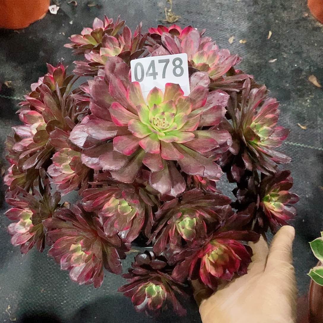 红陶0478烟花3多肉