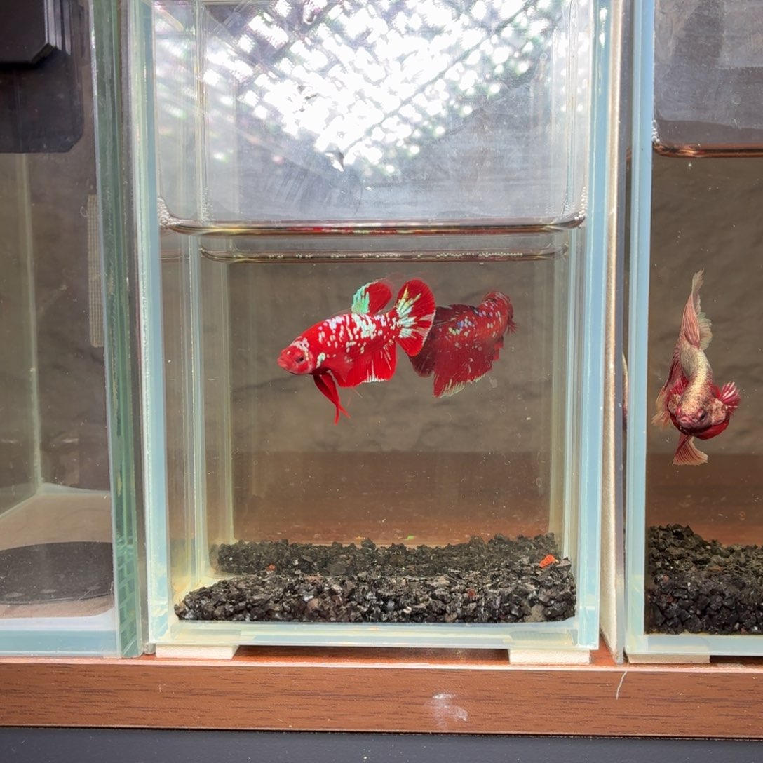 斗鱼彩金将军公鱼