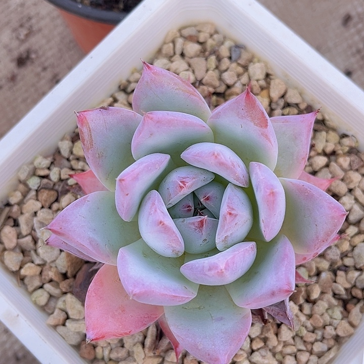 北极熊05182多肉植物