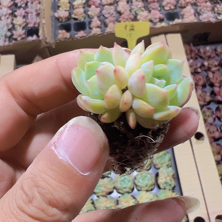 甘露精品多肉植物大战